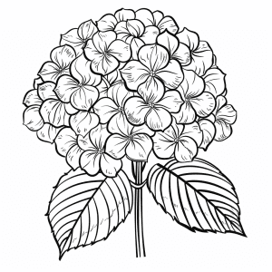 Classic Hydrangea